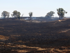 australian_fires_scorched_earth_N2