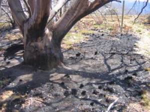 Bogong High Plains fires, 2007