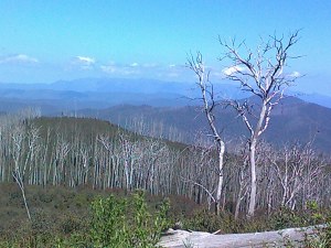 Buffalo Plateau from Big Hill