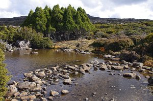 Pine grove under Turrana Bluff