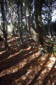 In a Pencil Pine grove