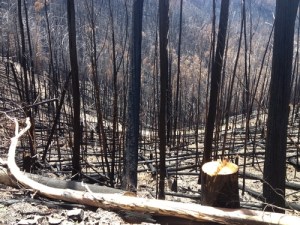 burnt alpine ash near the Great Alpine Road, March 2013