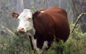 Image: National Trust