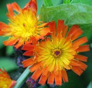 orange_hawkweed