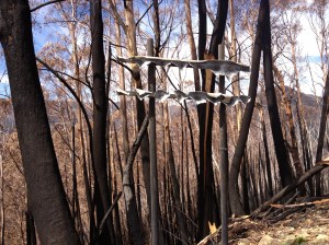 fire damage on Great Alpine Road