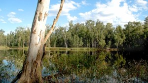 barmah trees