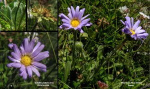 Image: http://bie.ala.org.au/species/urn:lsid:biodiversity.org.au:apni.taxon:276201