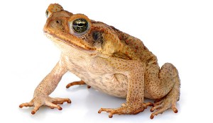 cane toad. Would grazing bring more problems then it solves?