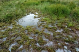 But my experience of alpine grazing was more like this.