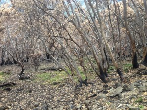 burnt snowgum woodland near Mt Hotham