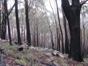 Grazing advocates argue that cattle will reduce the impacts of bushfires when they do occur