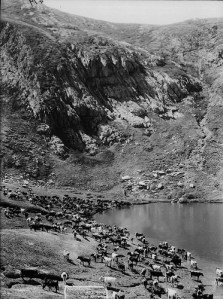 Back to the future? Cattle at Blue Lake in about 1900, photographed by Charles Kerry and part of the Tyrell Collection held by the Powerhouse Museum http://wikiski.com/wiki/index.php/Category:Australian_High_Country_History 