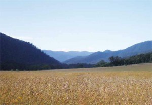 in the Wonnangatta, looking north