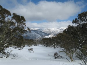on the Falls to Hotham track, starting the descent to Cobungra Gap 