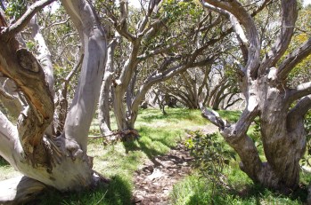 snow gum woodland, Mt Stirling, VIC
