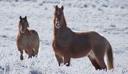 Brumbies roam the Kosciuszko National Park. Photo: Coleen O'Brien
