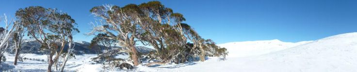 Tree line Mt Twynam