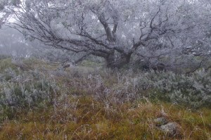 the waiting almost killed me. Late June, Mt Higginbotham, VIC