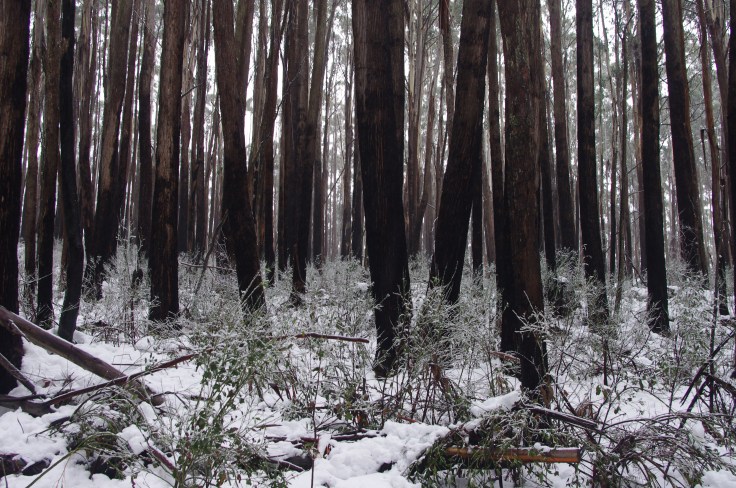 Alpine Ash, Mt Stirling. July