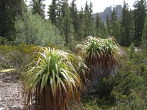 Pandanii, Deciduous Beech and Pencil Pine, The Labyrinth