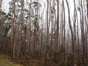 snowgums