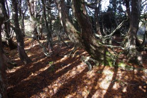 Pencil Pine, Central Plateau near Lake MacKenzie