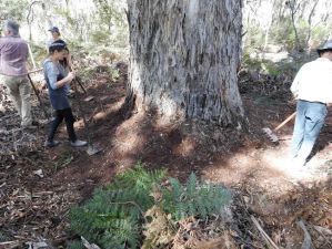 CFA Volunteers for Forests – clearing breaks around old-growth Mountain Gums. This tree is 2m in diameter and 250+ years old.