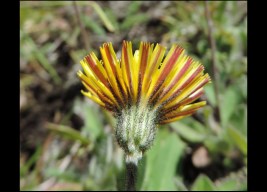 mouse-ear-hawkweed-hieracium-pilosella-lower-petal-purple-stripe-133045