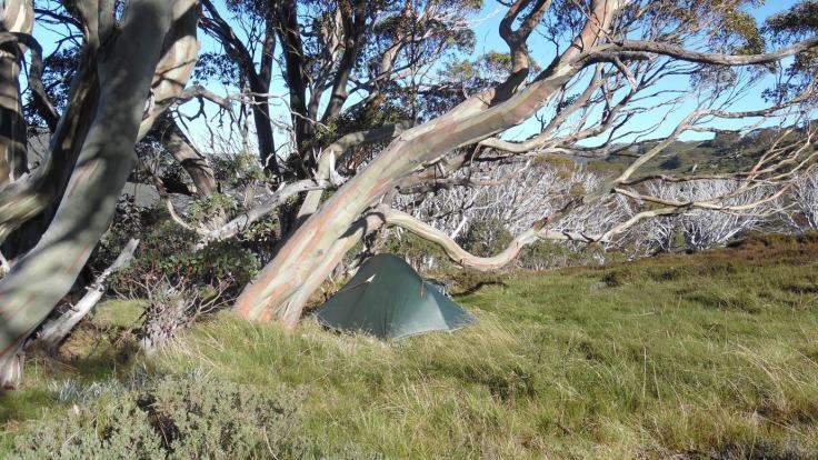 Camp-in-the-treeline-below-Mt-Twynamoptim