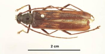 Longicorn beetle adult