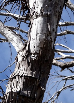 Longicorn beetle damage