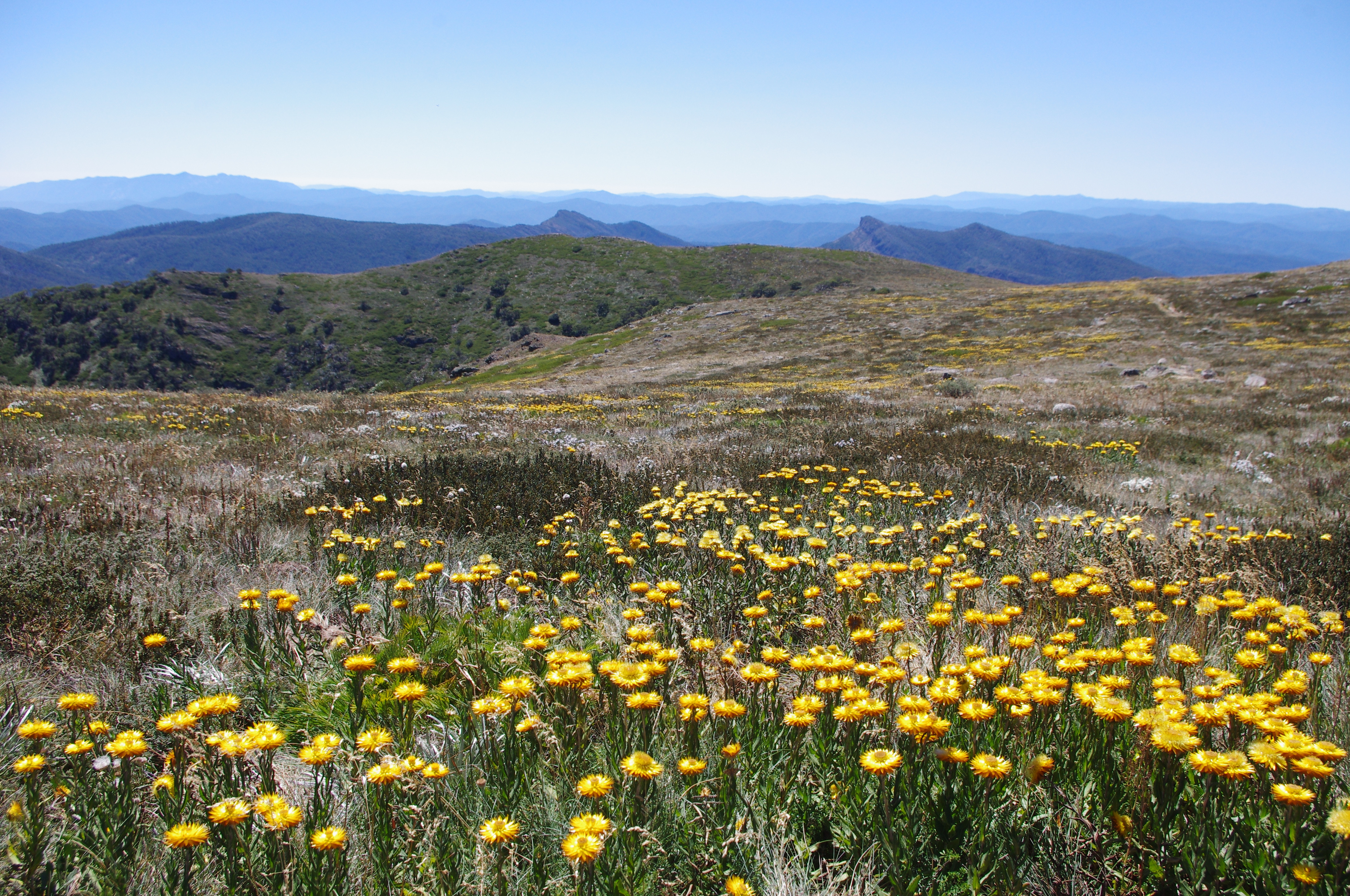 Climate change pushing the alpine zone off mountains – Mountain Journal