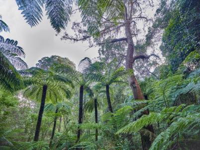 Errinundra and WA May 2017