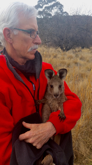 Rescued Eastern Grey joey #2 - Glendale NNP -15Aug15 LoRes