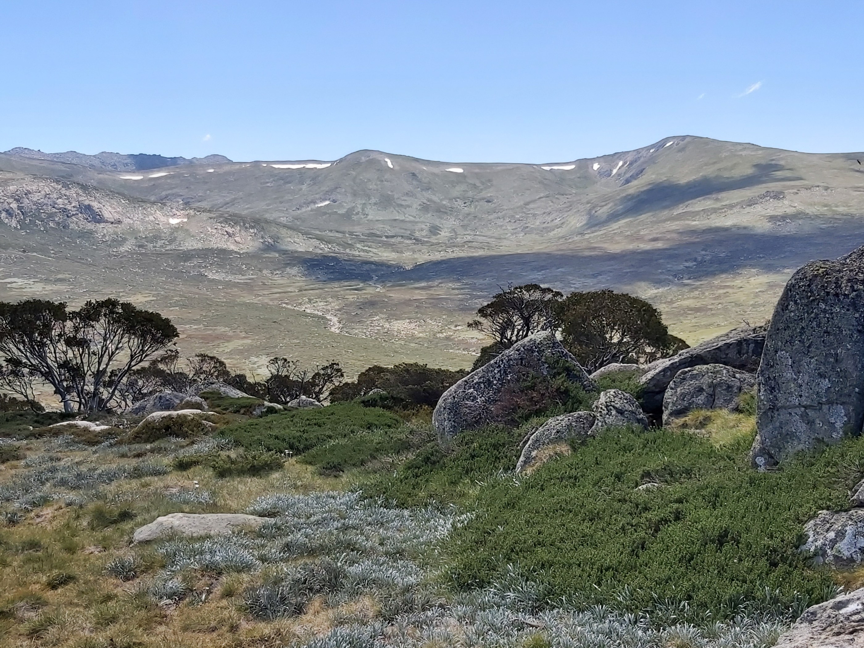 Treeline rising in the alpine zones due to climate change – Mountain ...