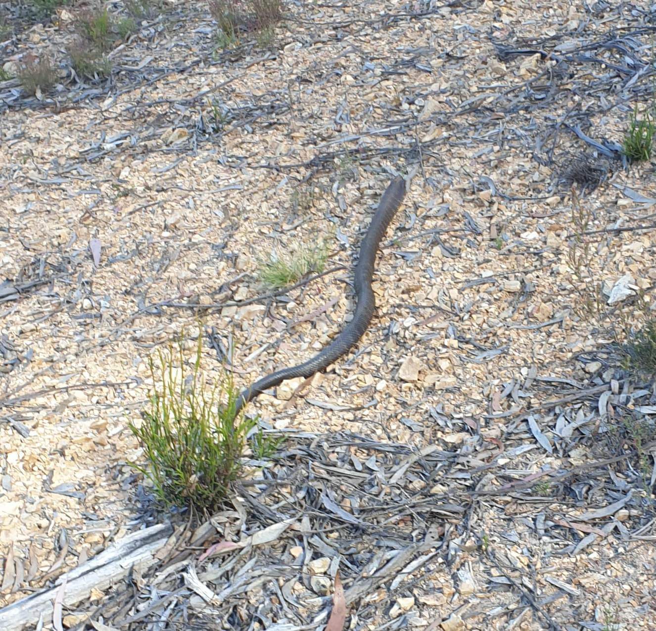 received_685058386591316